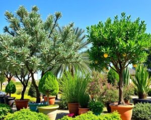 arbol de laurel verde en jardin soleado