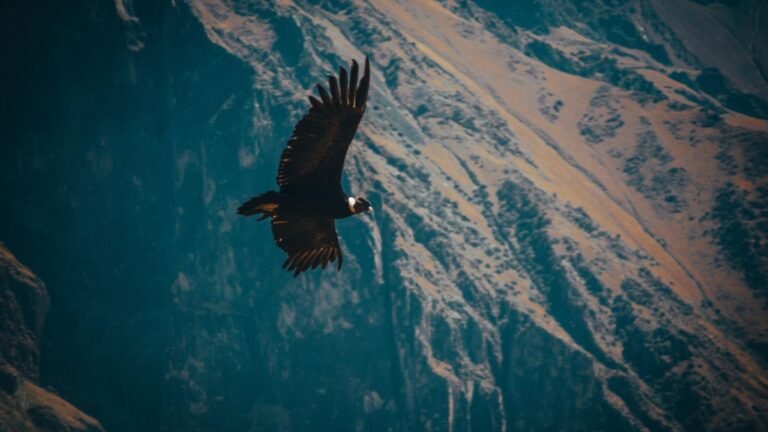 condor andino volando sobre montanas mendocinas