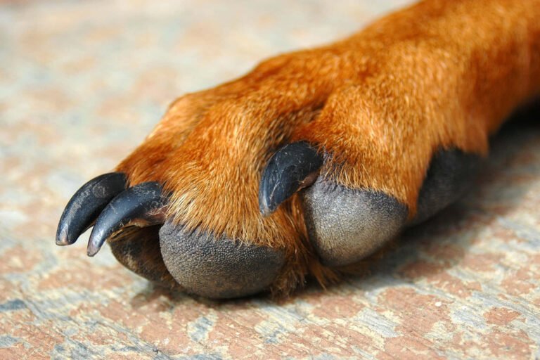 Cómo y dónde realizar una denuncia por maltrato animal en Argentina 4 Cómo y dónde realizar una denuncia por maltrato animal en Argentina