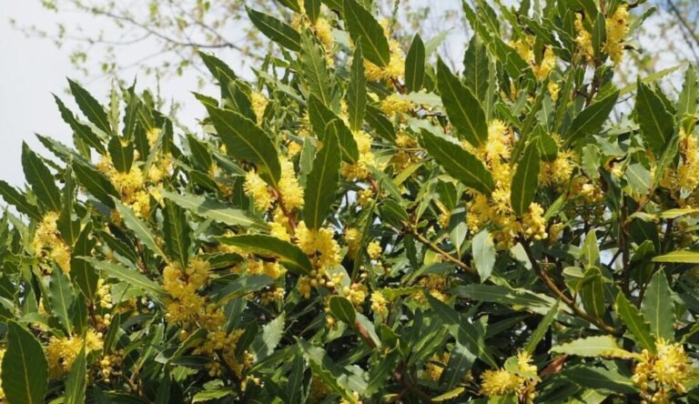 planta de laurel en jardin soleado